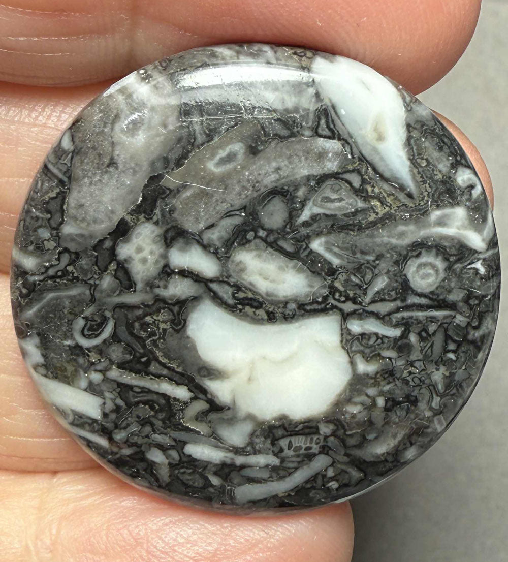 Round 33x33mm Orthoceras Fossil Cabochon 02