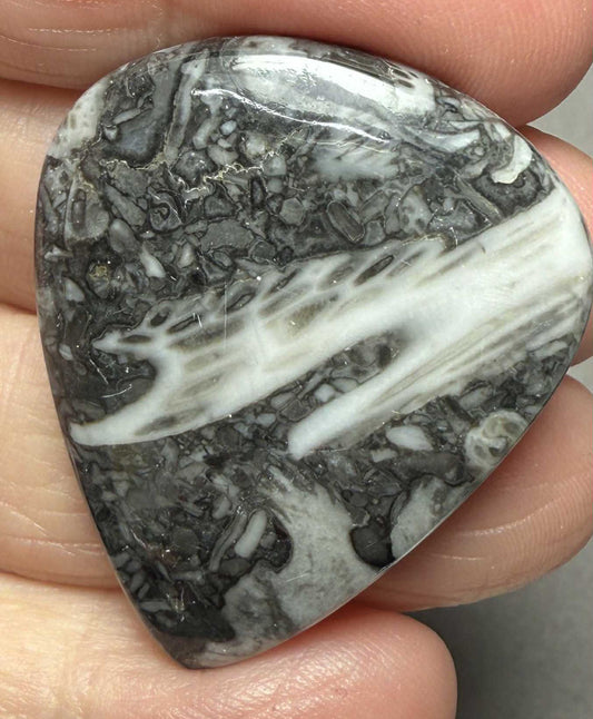Teardrop 38x31mm Orthoceras Fossil Cabochon 04