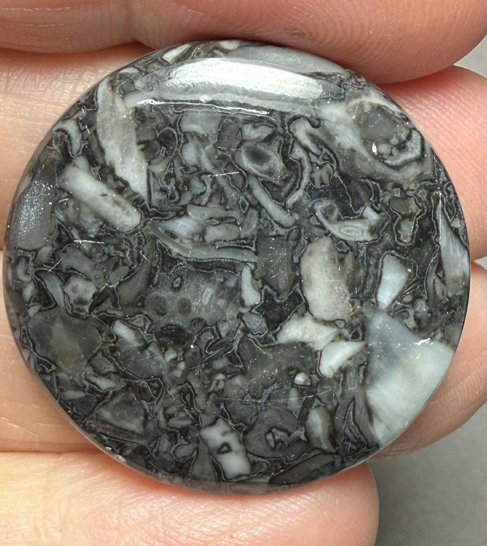 Round 30x30mm Orthoceras Fossil Cabochon 06