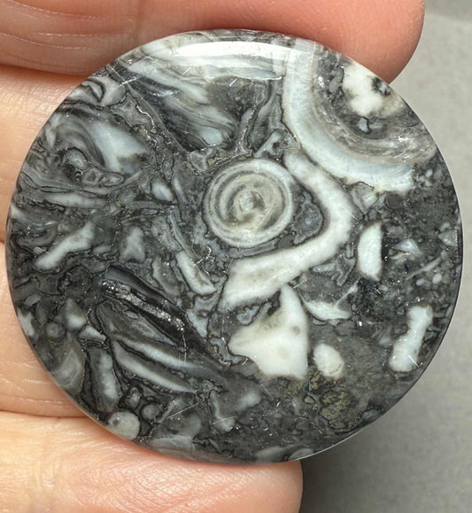 Round 37x37mm Orthoceras Fossil Cabochon 07