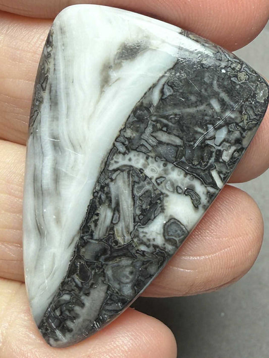 Freeform 42x27mm Orthoceras Fossil Cabochon 08