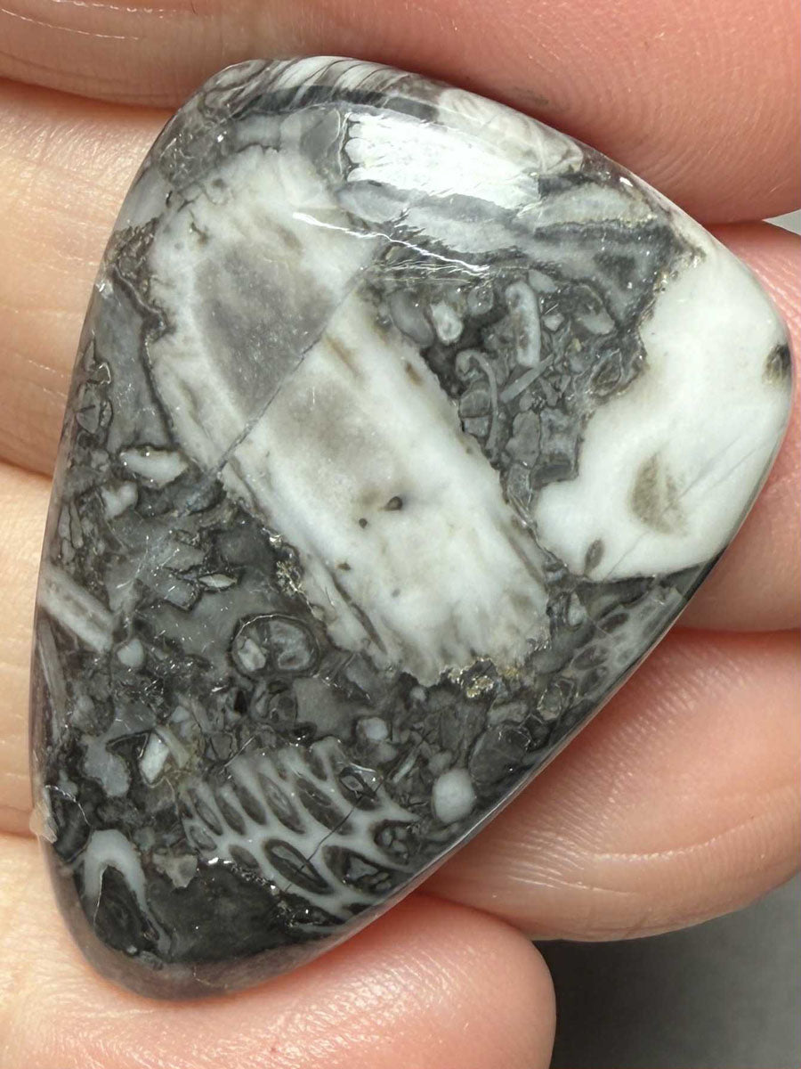 Teardrop 38x25mm Orthoceras Fossil Cabochon 10