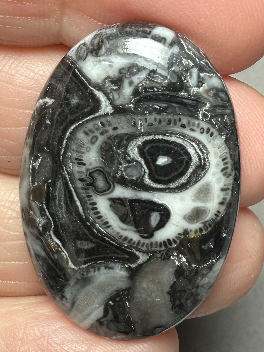 Oval 35x24mm Orthoceras Fossil Cabochon 11