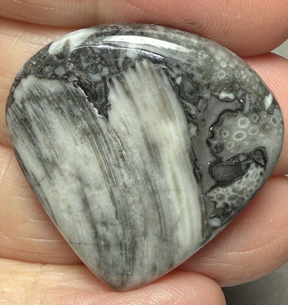 Teardrop 31x31mm Orthoceras Fossil Cabochon 13
