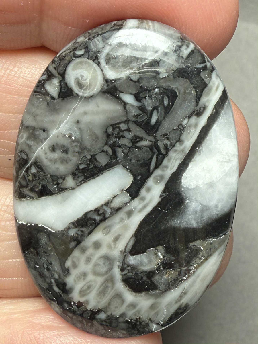 Oval 39x27mm Orthoceras Fossil Cabochon 15