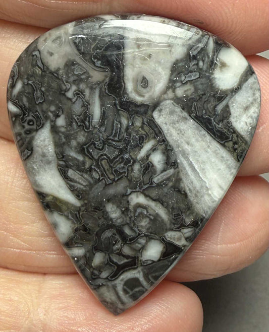 Teardrop 39x31mm Orthoceras Fossil Cabochon 17