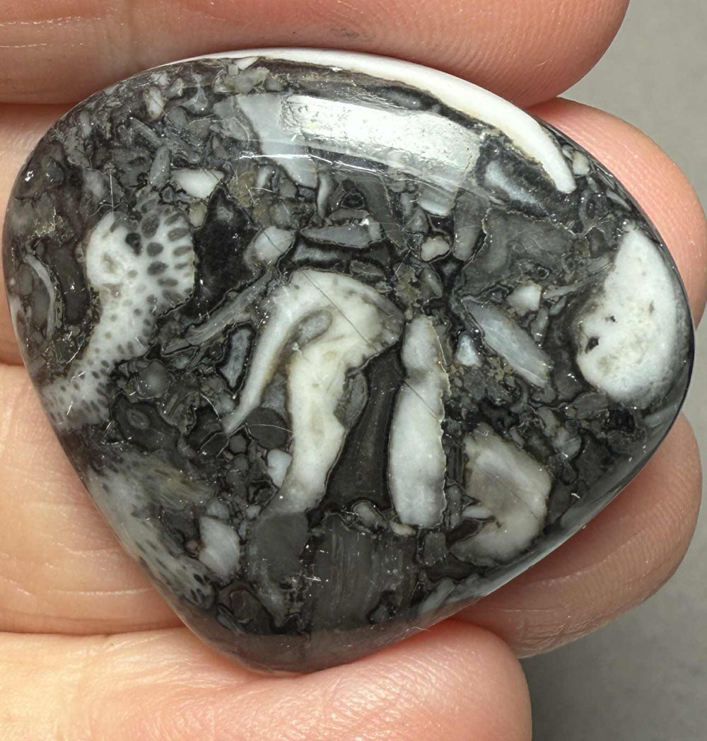 Teardrop 32x34mm Orthoceras Fossil Cabochon 19