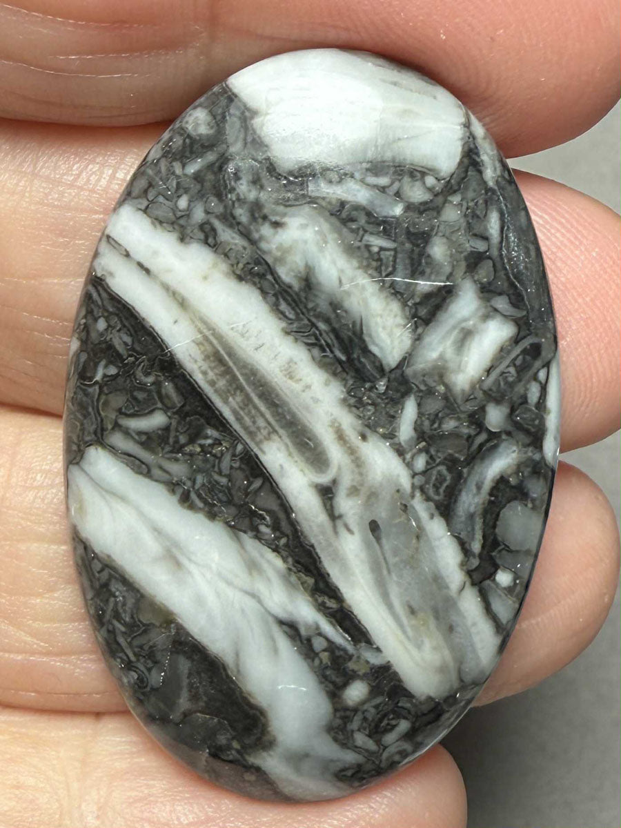 Oval 42x27mm Orthoceras Fossil Cabochon 20