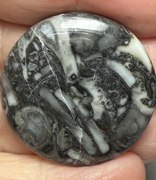 Round 32x32mm Orthoceras Fossil Cabochon 21