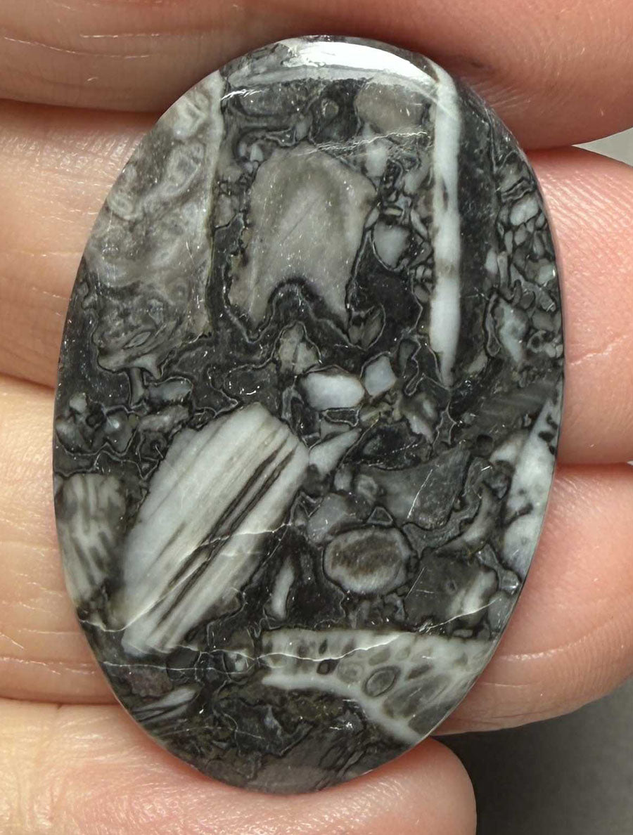 Oval 38x25mm Orthoceras Fossil Cabochon 22