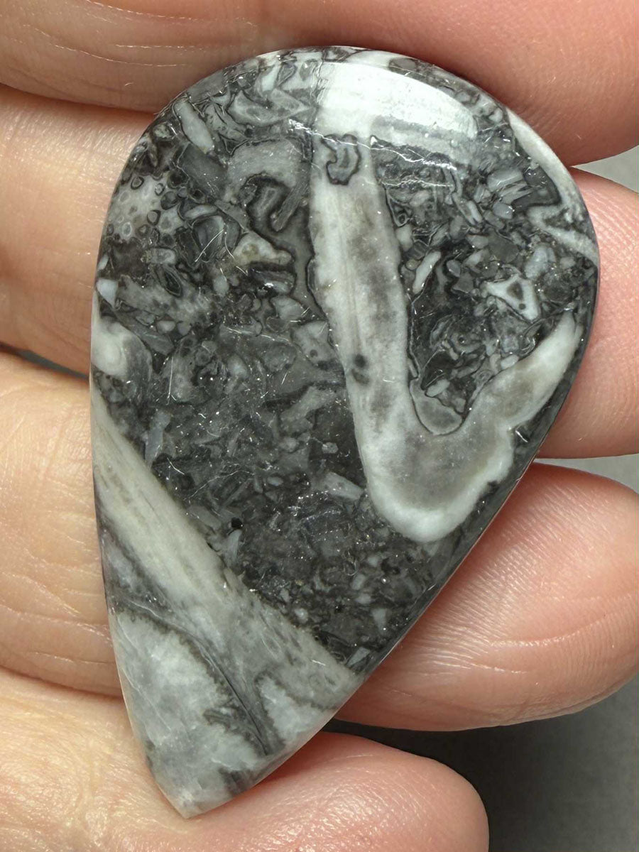 Teardrop 44x27mm Orthoceras Fossil Cabochon 24
