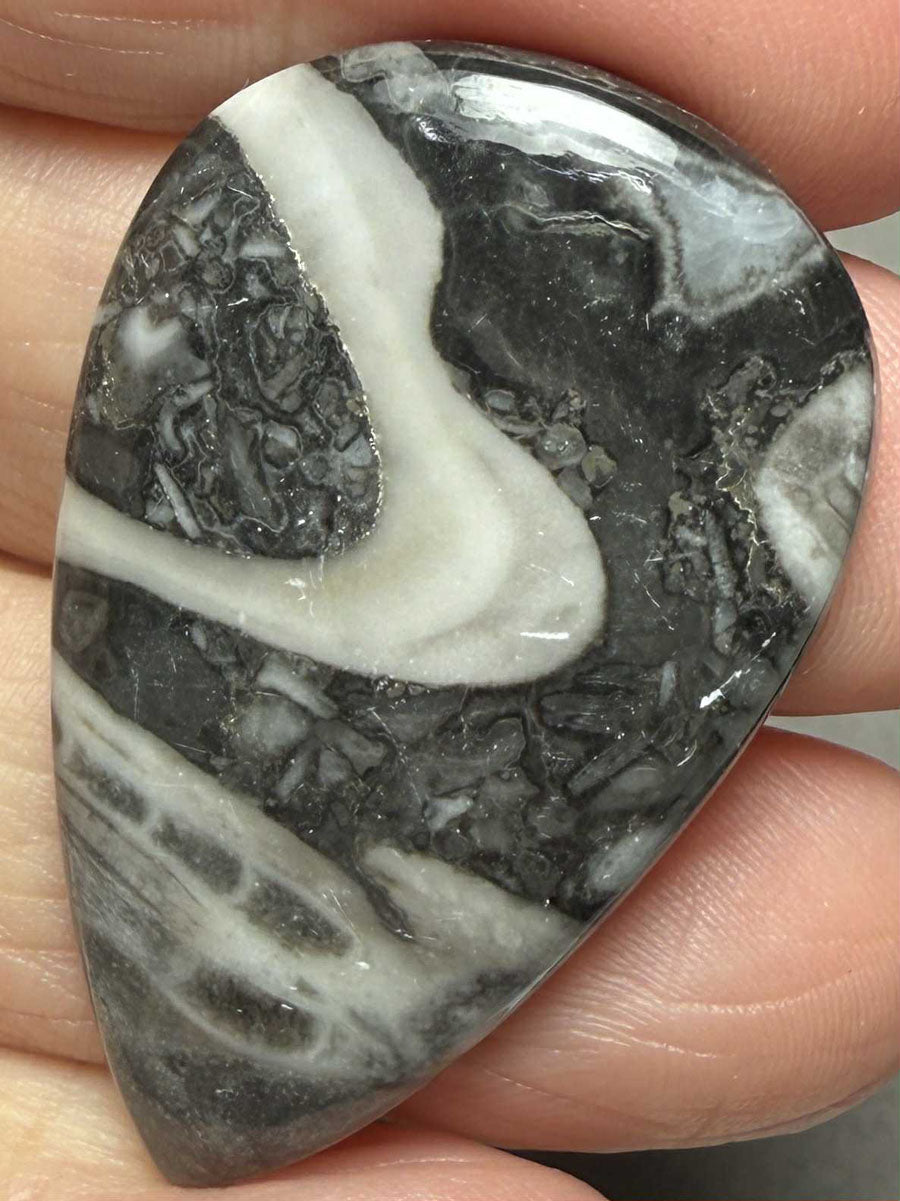 Teardrop 42x26mm Orthoceras Fossil Cabochon 27