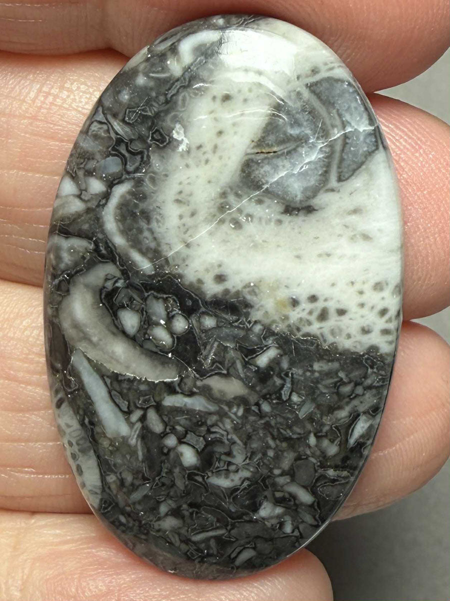Oval 38x24mm Orthoceras Fossil Cabochon 28