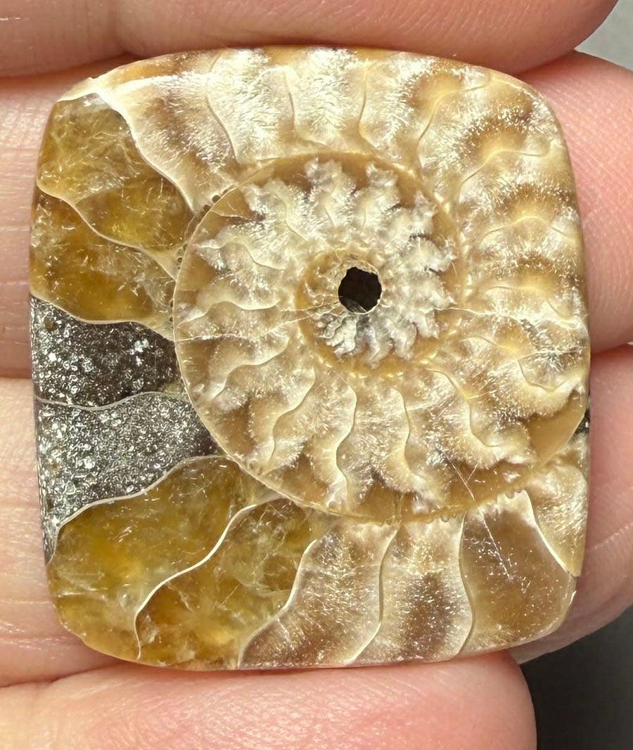 Rectangle 28x25mm Ammonite Flat Polished Back Cabochon 31