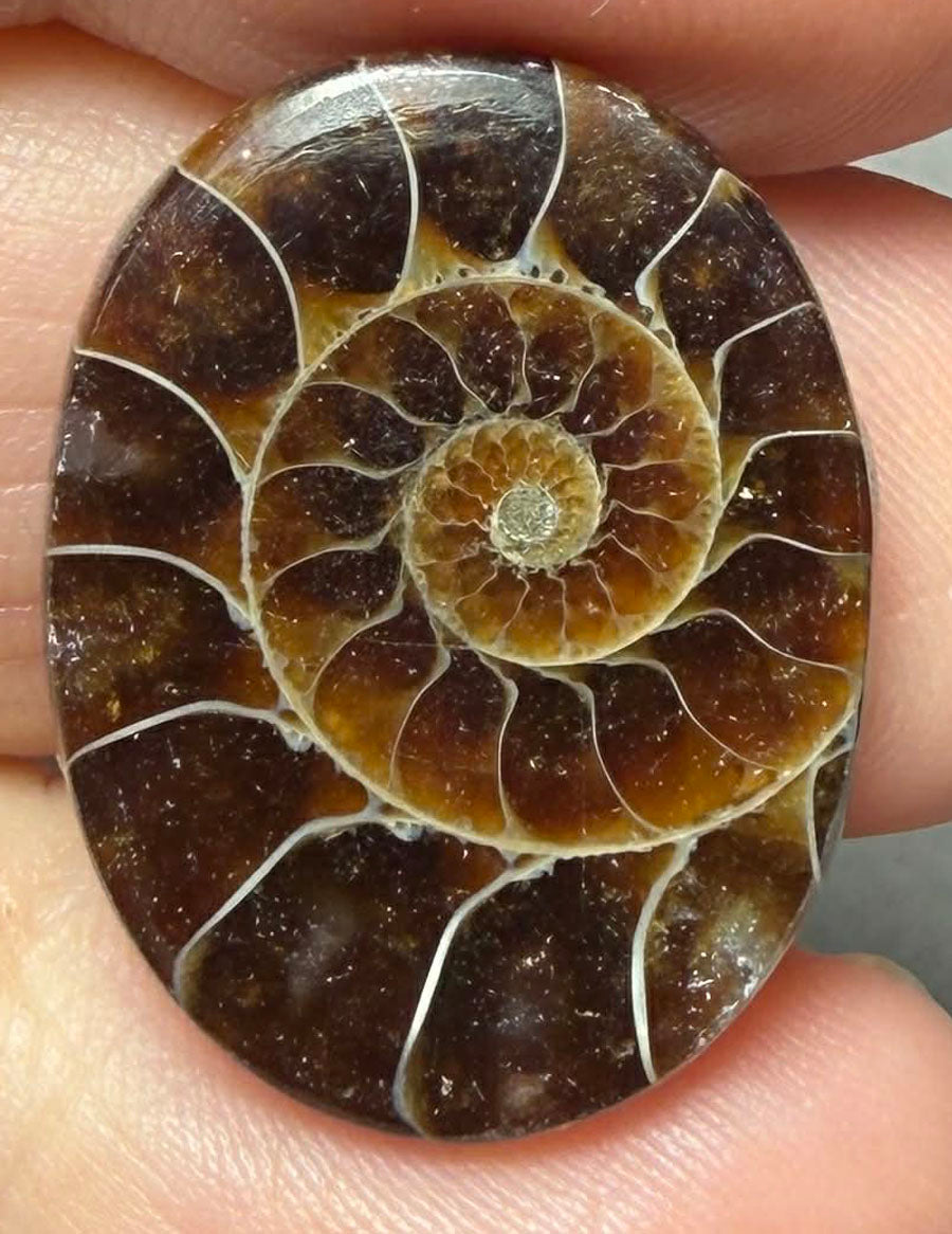 Oval 25x19mm Ammonite Flat Polished Back Cabochon 36