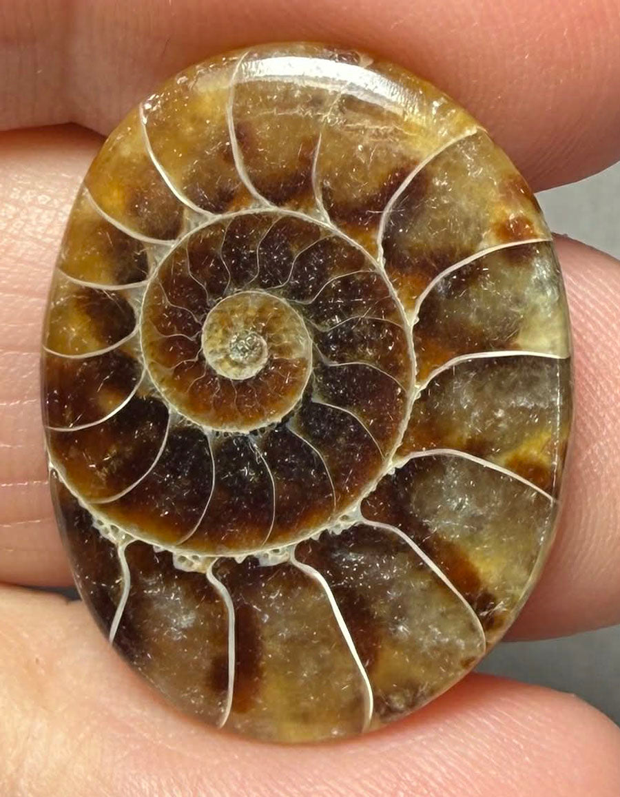 Oval 26x20mm Ammonite Flat Polished Back Cabochon 37