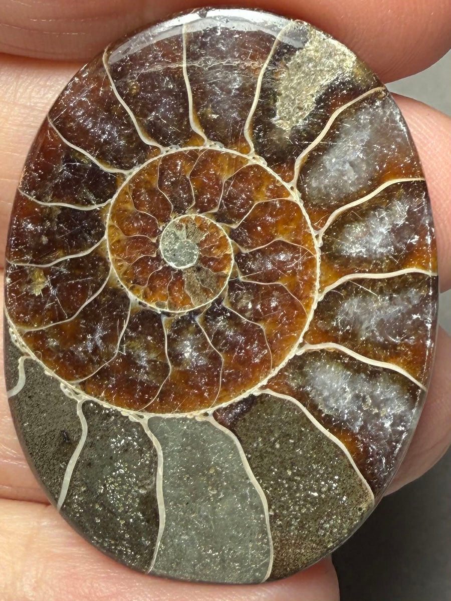 Oval 41x30mm Ammonite Flat Polished Back Cabochon 40