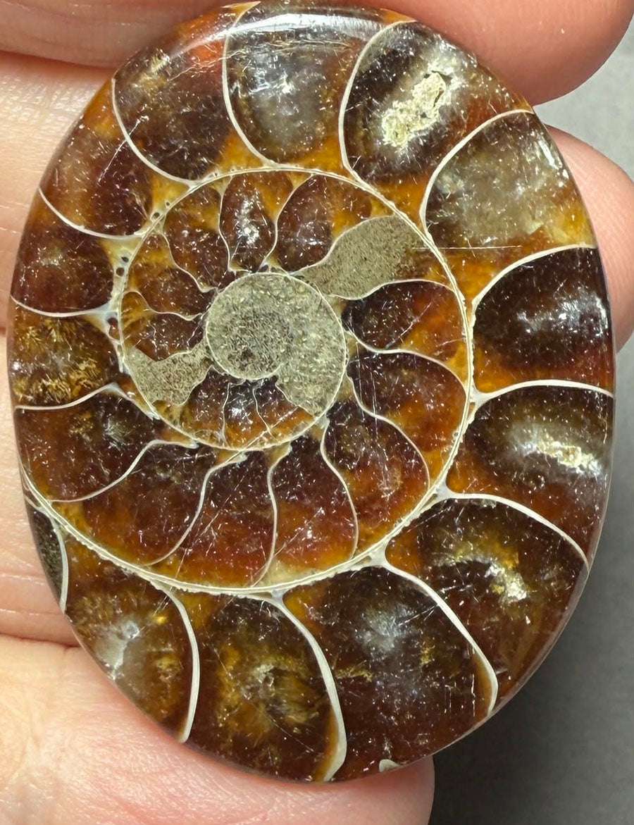 Oval 43x33mm Ammonite Flat Polished Back Cabochon 47