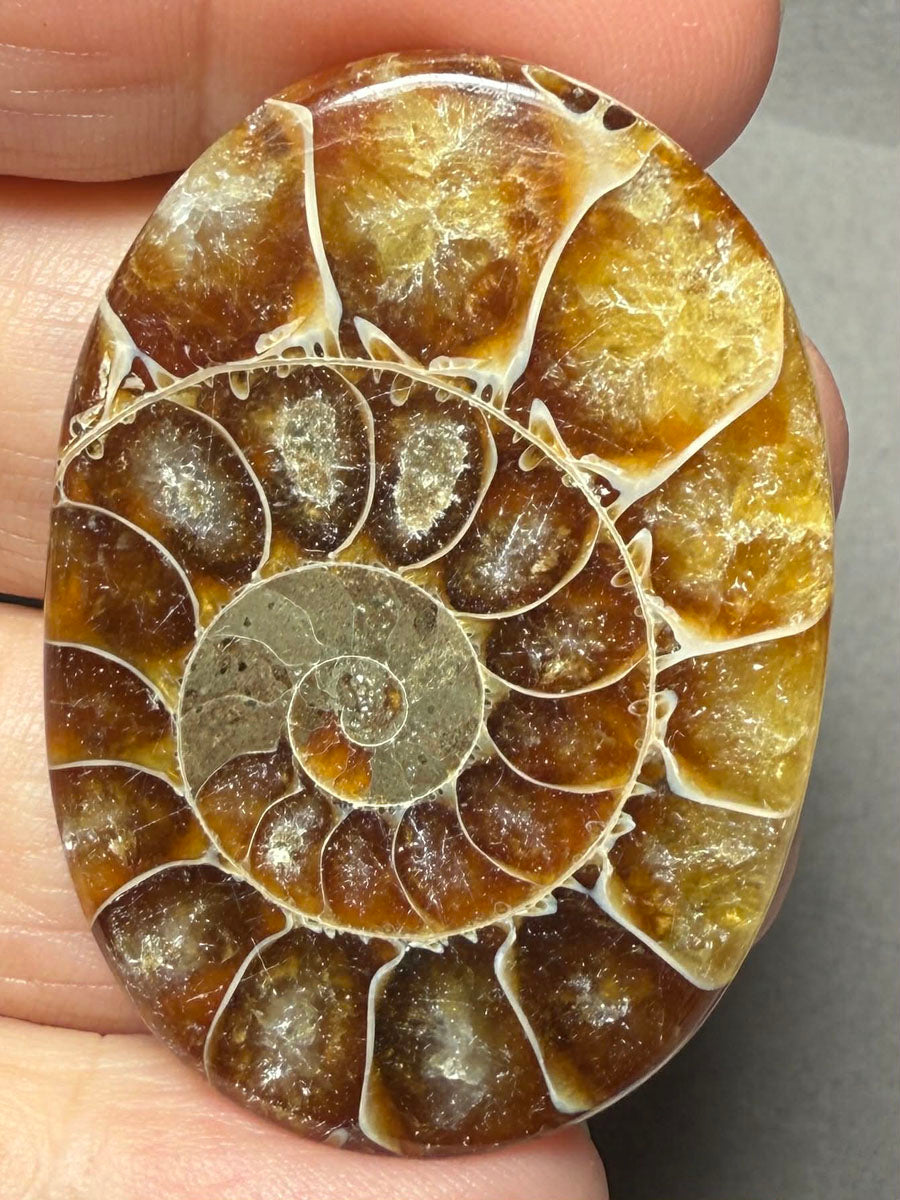Oval 45x32mm Ammonite Flat Polished Back Cabochon 50