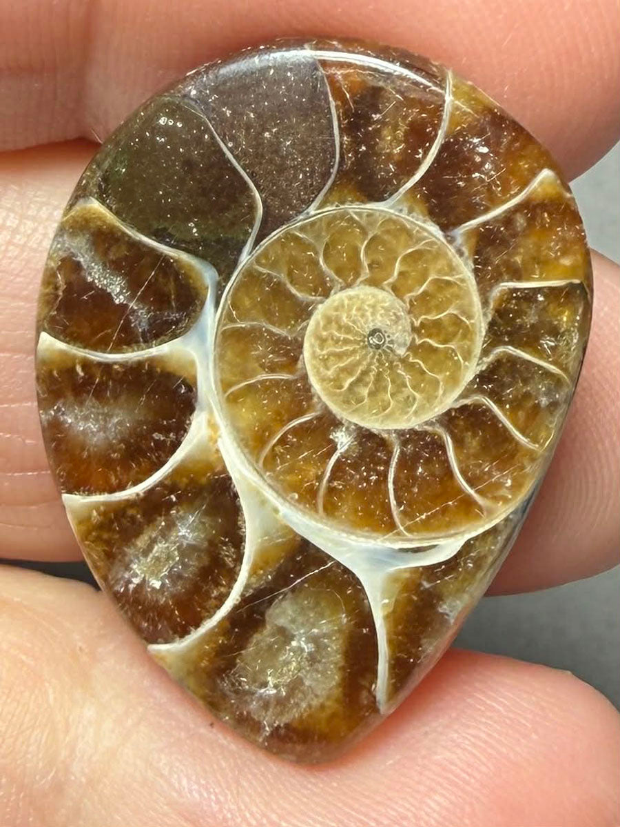 Freeform 29x22mm Ammonite Flat Polished Back Cabochon 56
