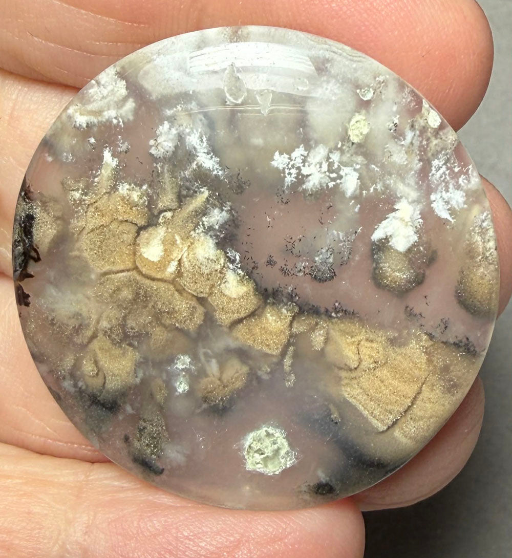 Round 37x37mm Dendritic Tiger Agate Cabochon 62