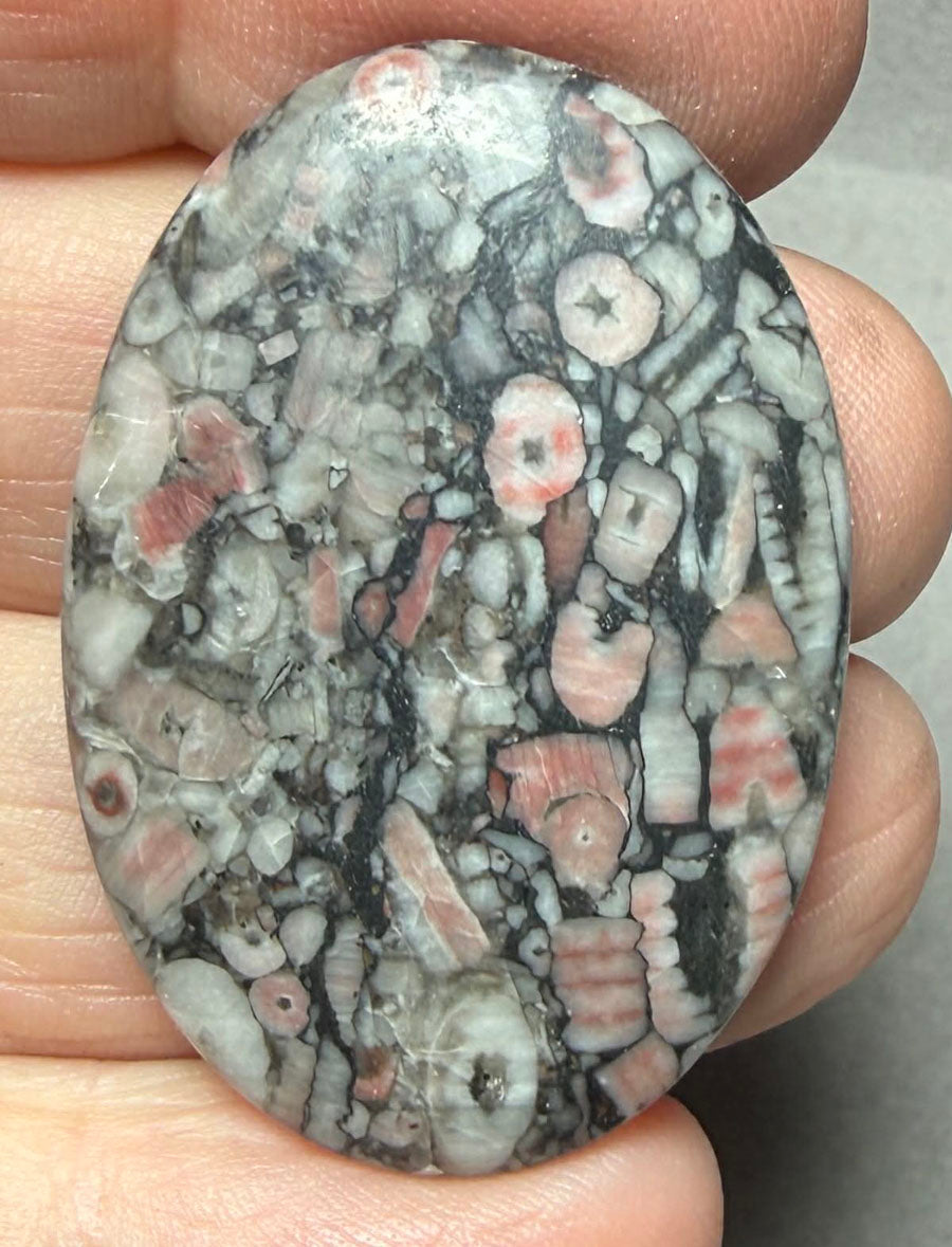 Oval 38x27mm Crinoid Fossil Cabochon 21
