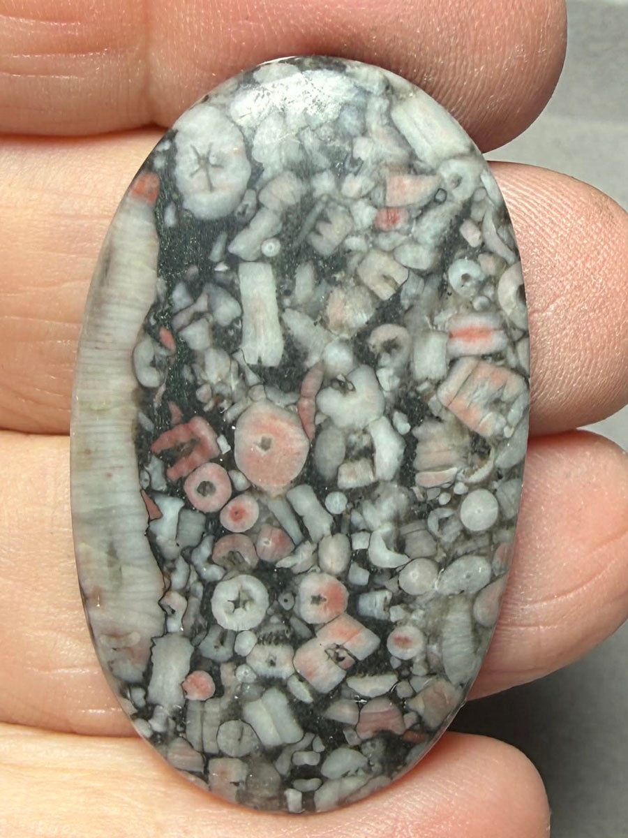 Oval 42x25mm Crinoid Fossil Cabochon 27