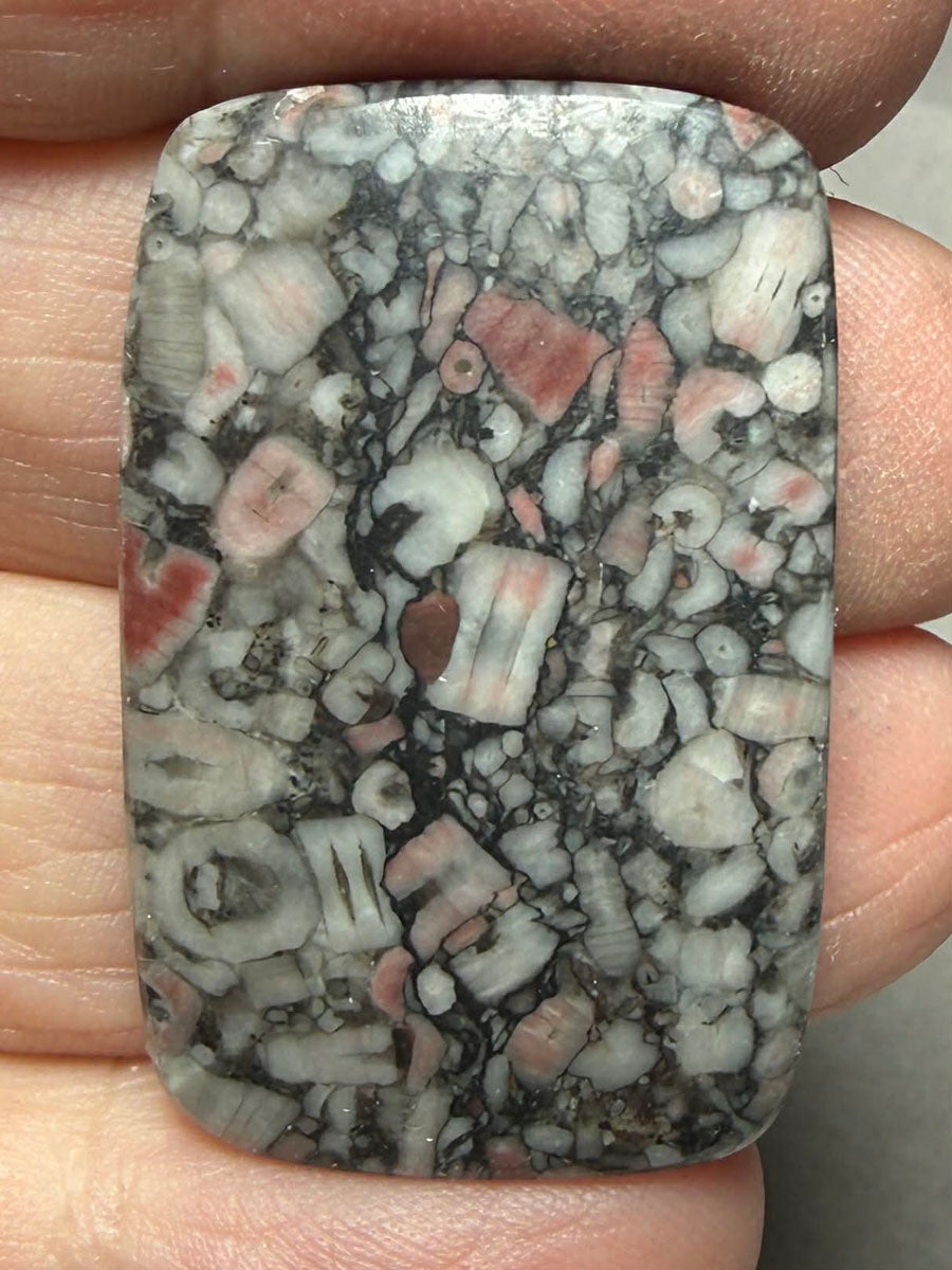 Rectangle 35x22mm Crinoid Fossil Cabochon 29