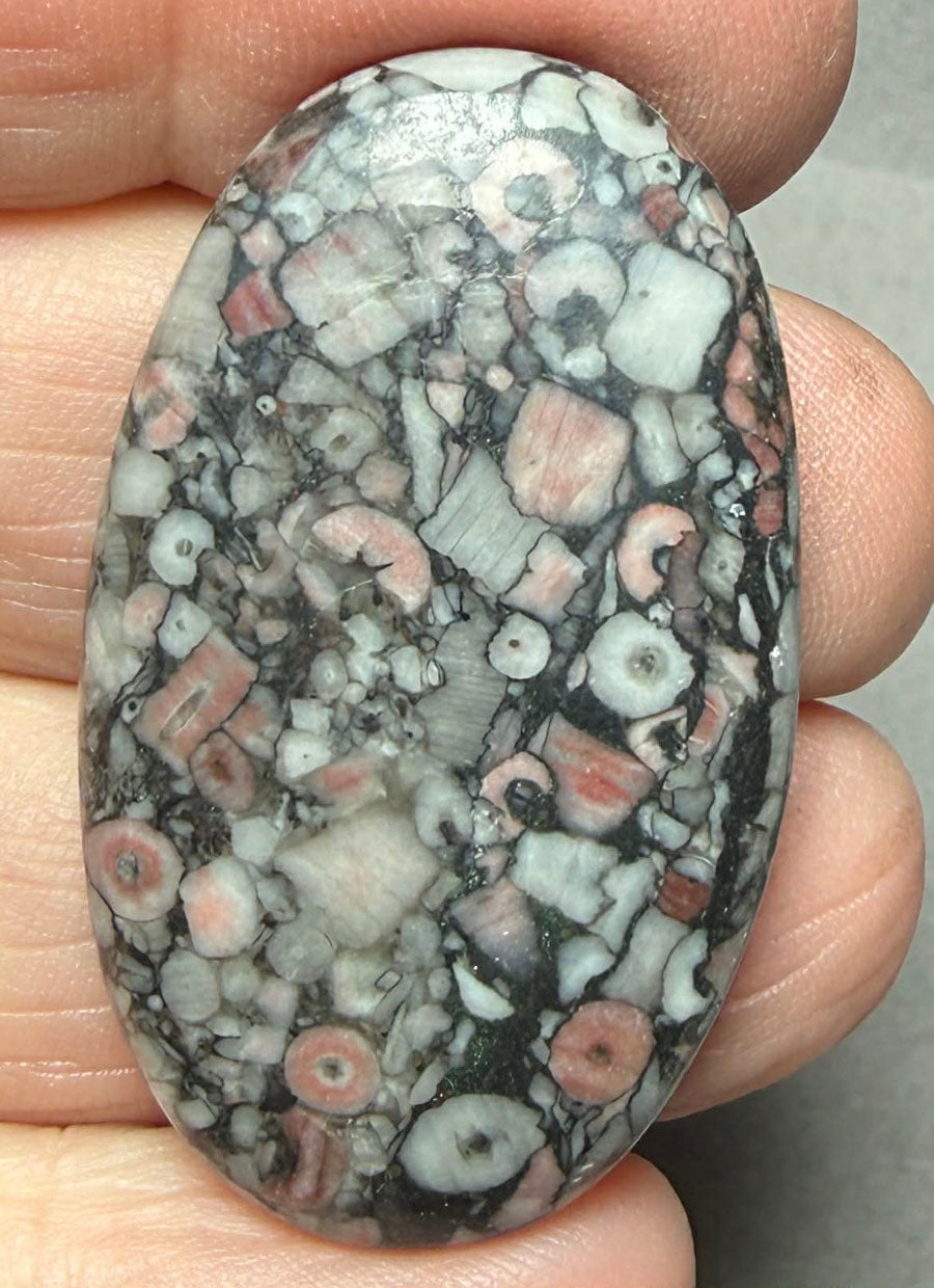 Oval 40x24mm Crinoid Fossil Cabochon 32