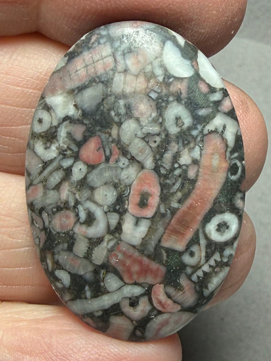 Oval 36x25mm Crinoid Fossil Cabochon 34