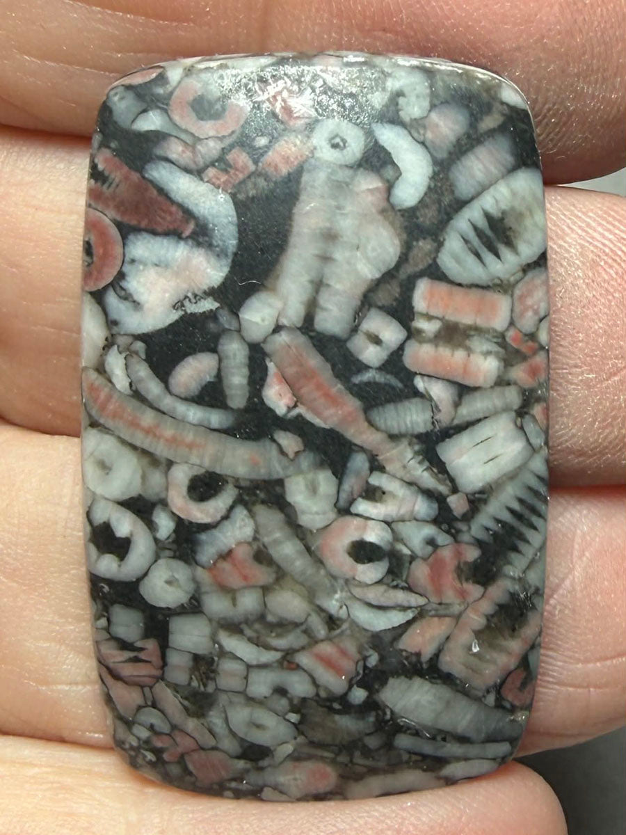 Rectangle 38x24mm Crinoid Fossil Cabochon 37