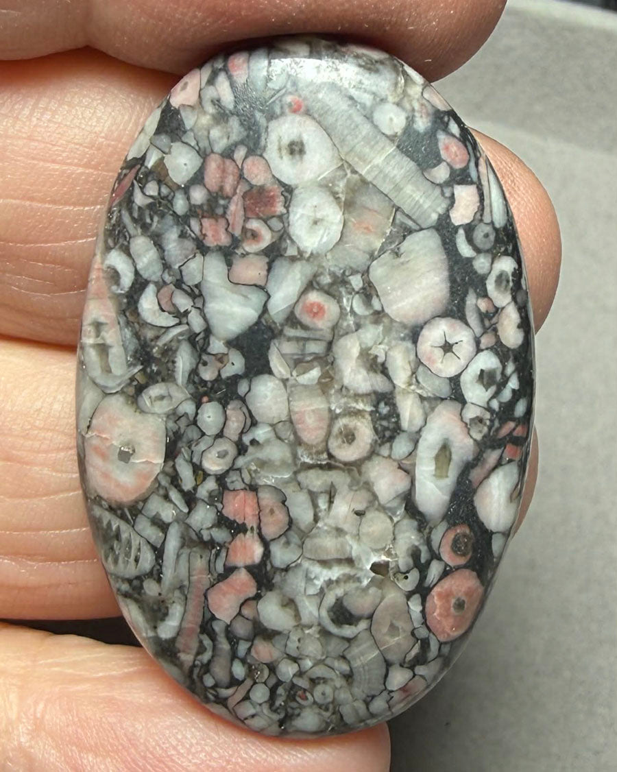 Oval 41x27mm Crinoid Fossil Cabochon 40