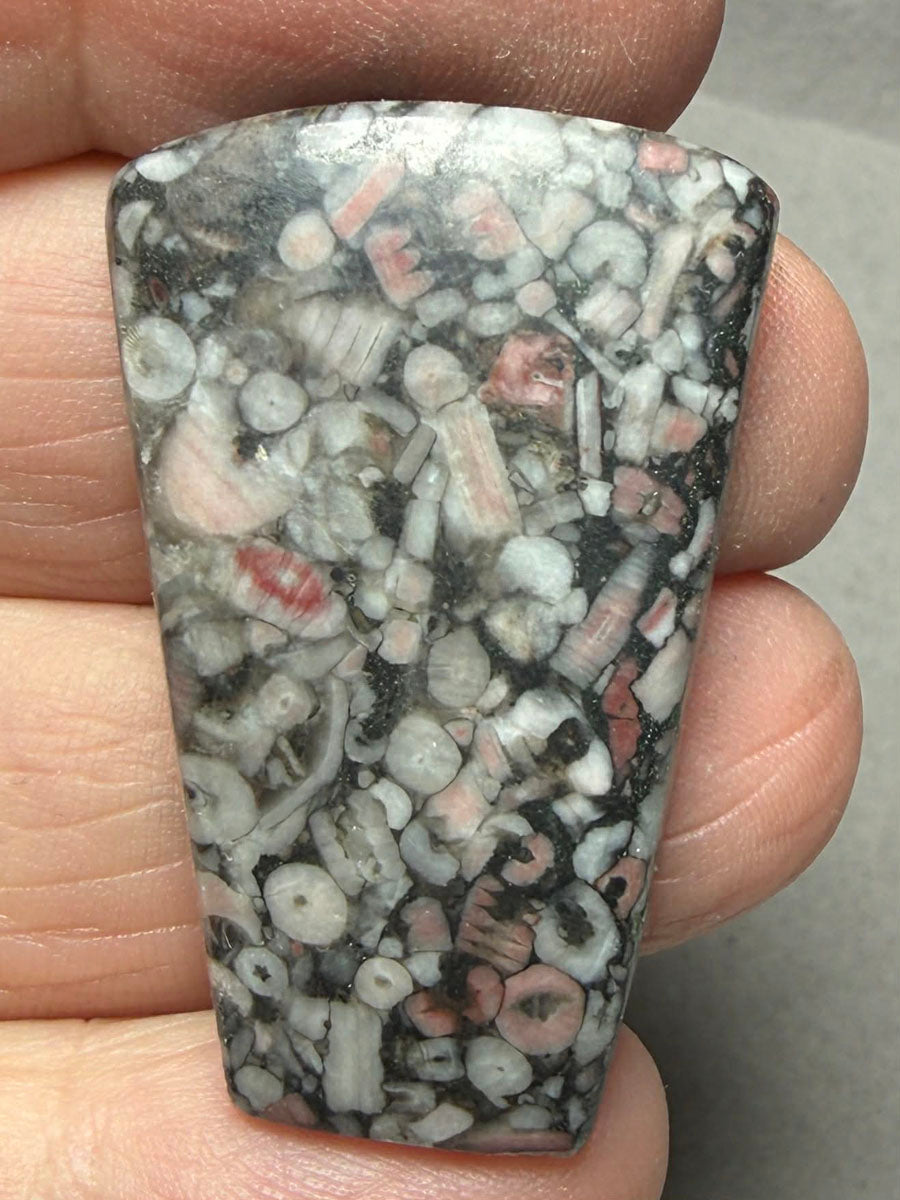 Freeform 37x24mm Crinoid Fossil Cabochon 41