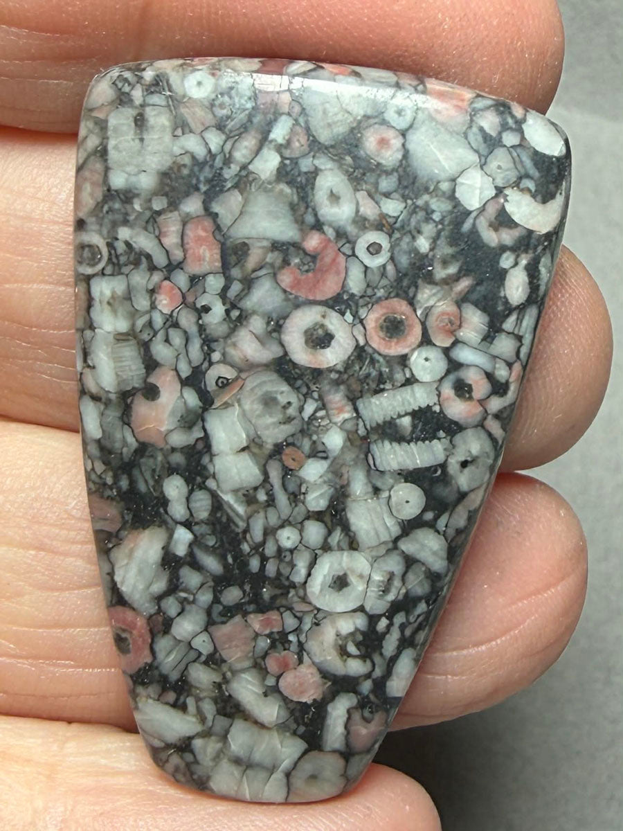 Freeform 41x27mm Crinoid Fossil Cabochon 47