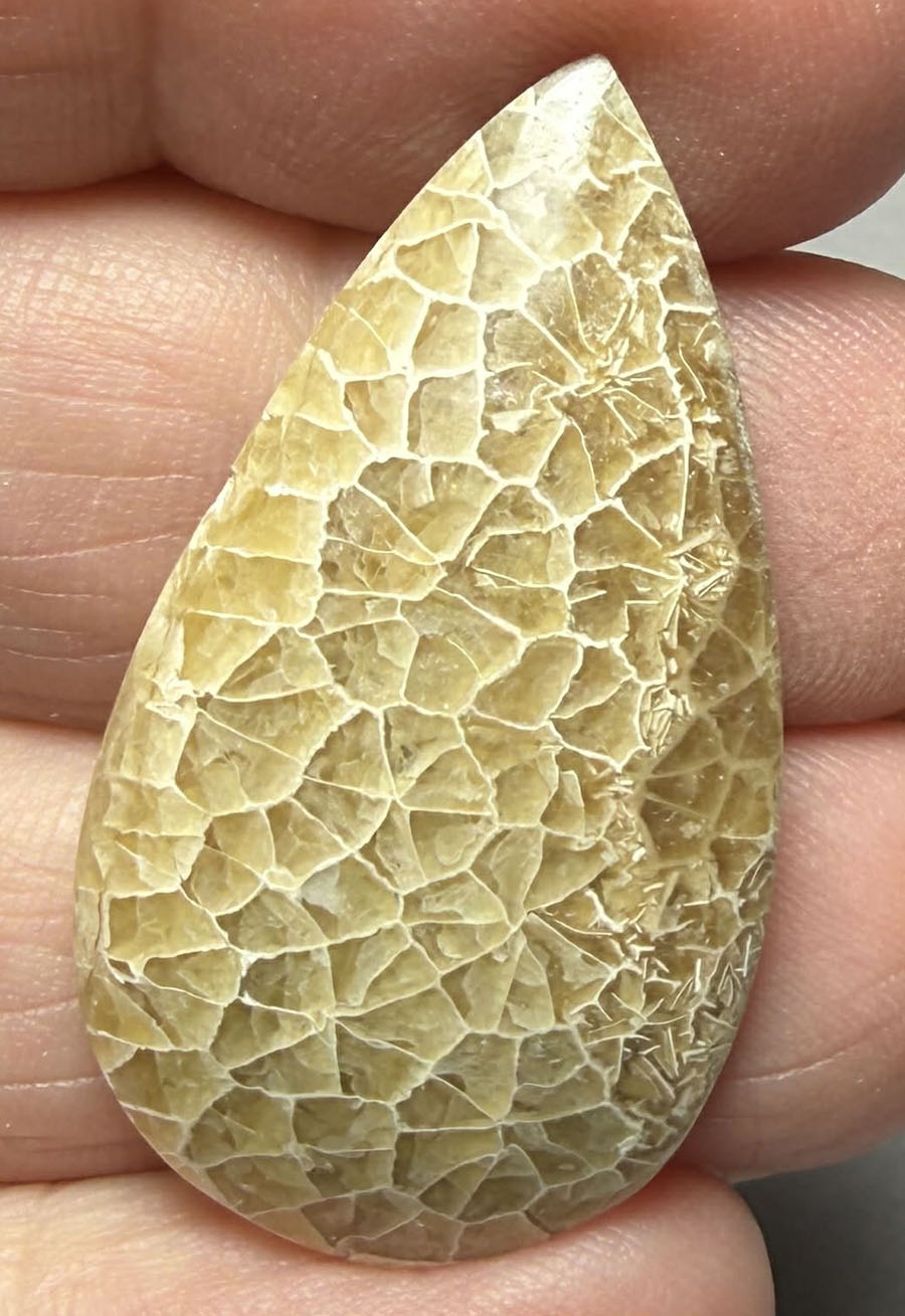 Teardrop 36x20mm Flower Fossil Coral Cabochon 16