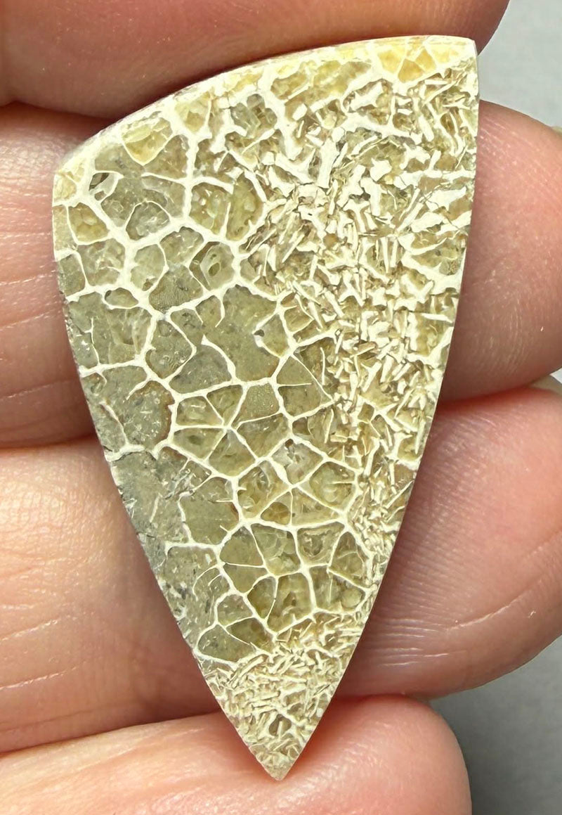 Freeform 34x18mm Flower Fossil Coral Cabochon 18