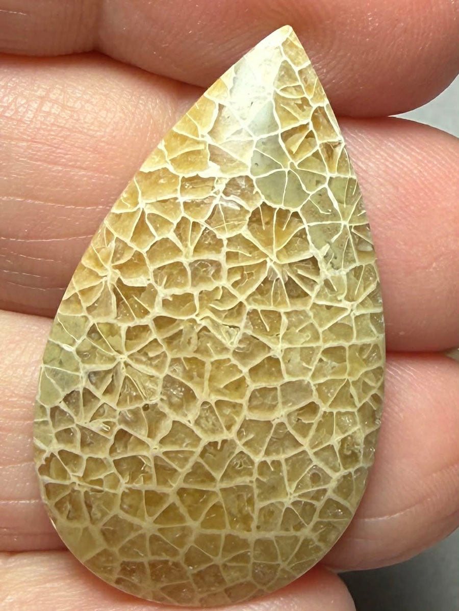 Teardrop 35x20mm Flower Fossil Coral Cabochon 26