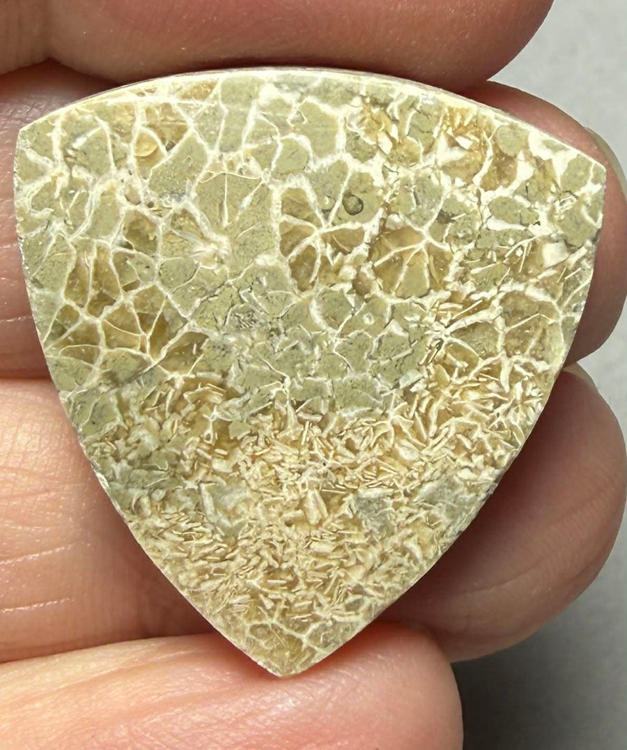 Freeform 27x26mm Flower Fossil Coral Cabochon 27