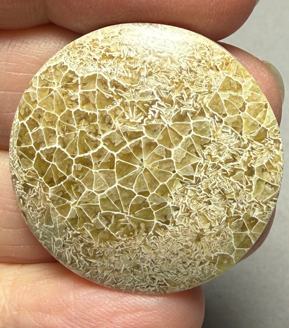 Round 31x31mm Flower Fossil Coral Cabochon 34