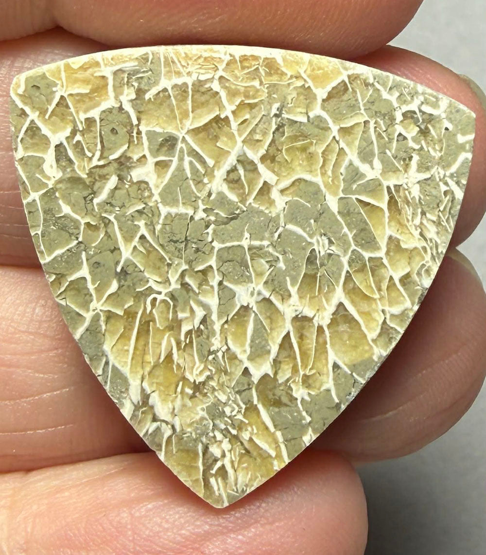 Freeform 28x28mm Flower Fossil Coral Cabochon 40