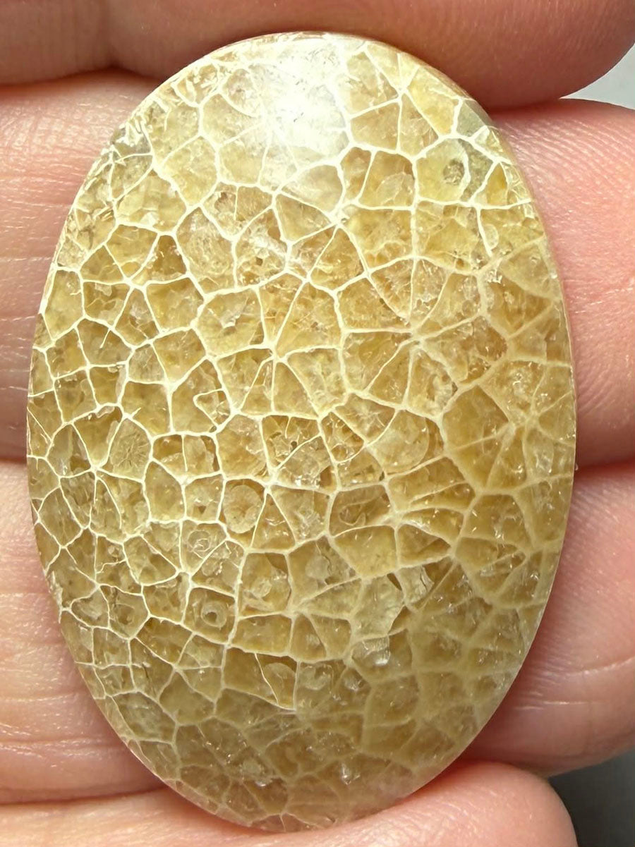 Oval 33x23mm Flower Fossil Coral Cabochon 42