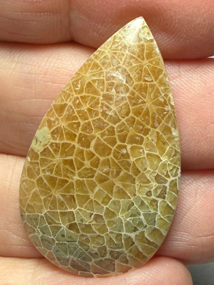 Teardrop 33x19mm Flower Fossil Coral Cabochon 43