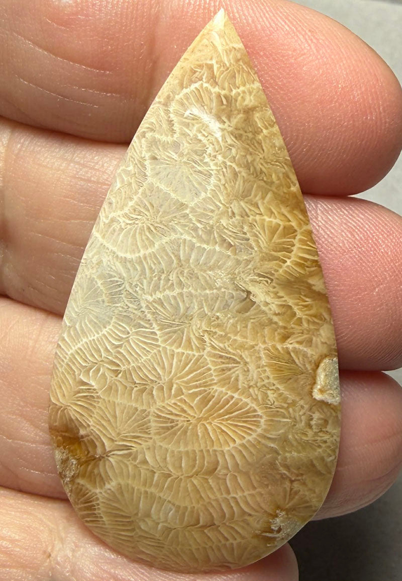 Teardrop 49x26mm Skeletal Fossil Coral Cabochon 35