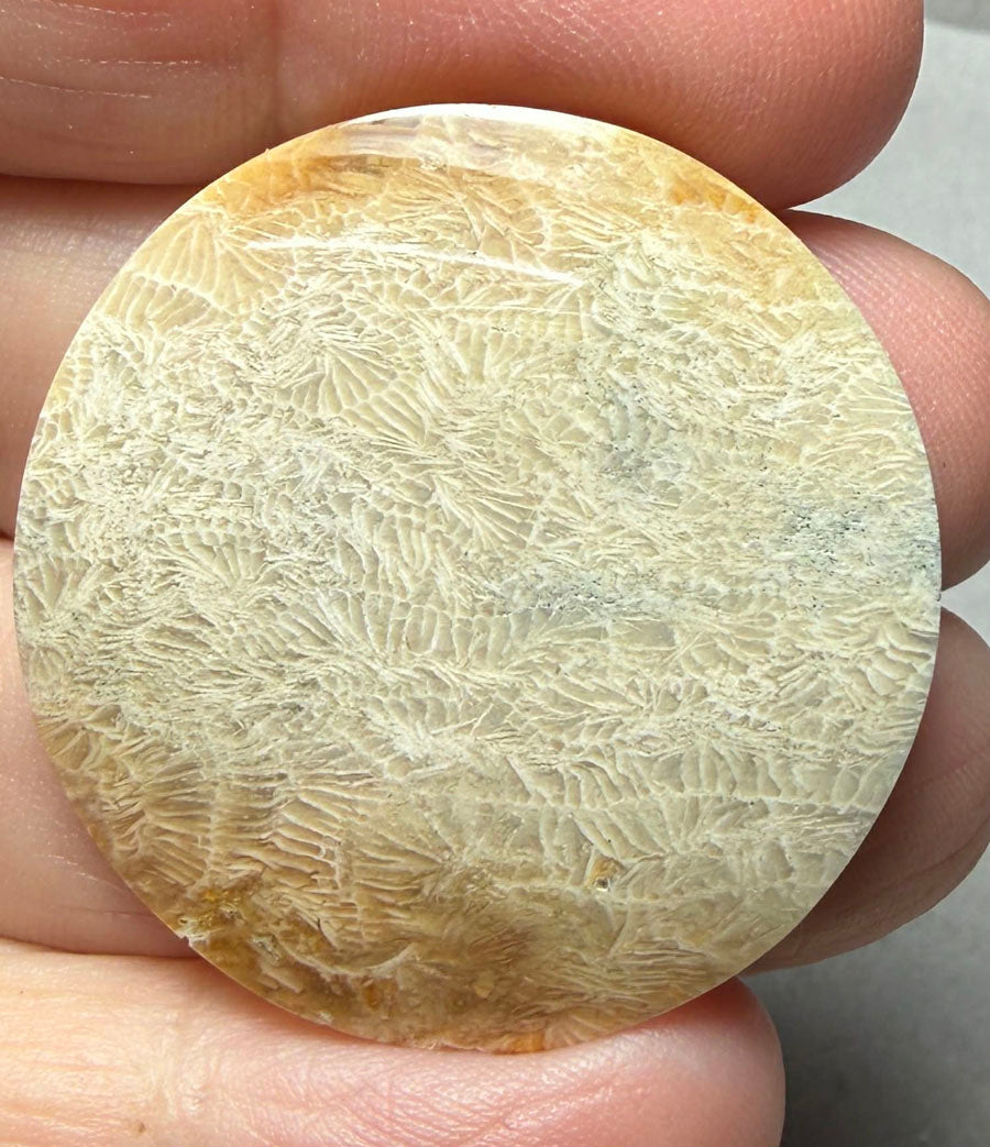 Round 34x34mm Skeletal Fossil Coral Cabochon 40