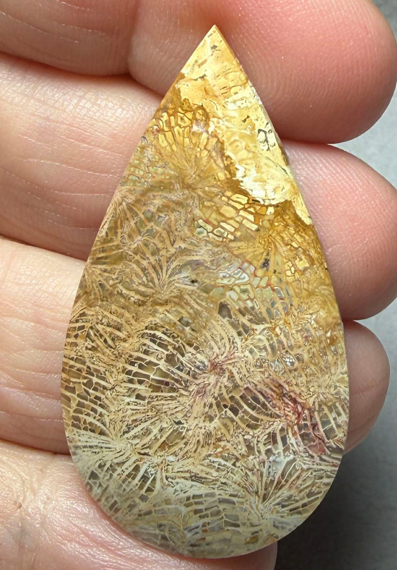 Teardrop 45x25mm Skeletal Fossil Coral Cabochon 43