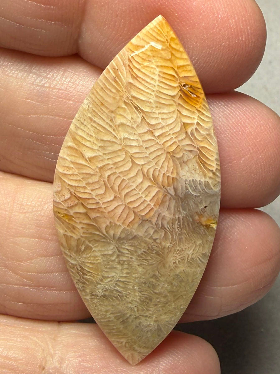 Freeform 44x20mm Skeletal Fossil Coral Cabochon 55