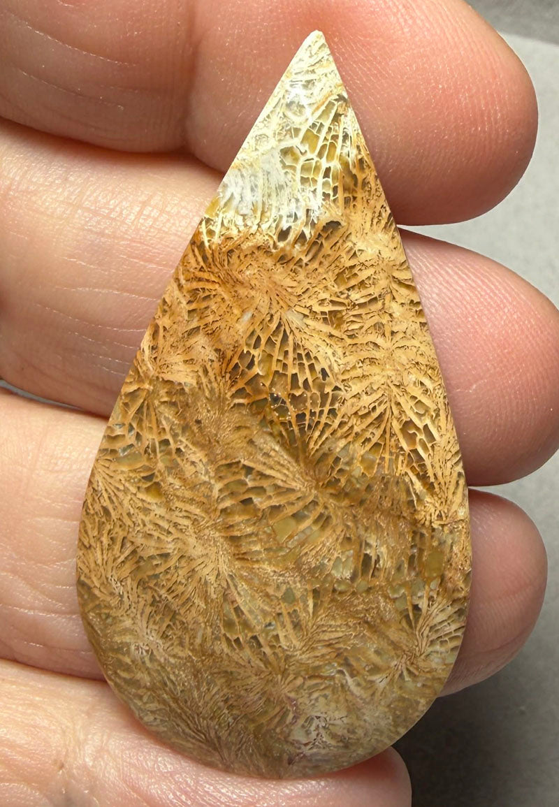 Teardrop 48x26mm Skeletal Fossil Coral Cabochon 58