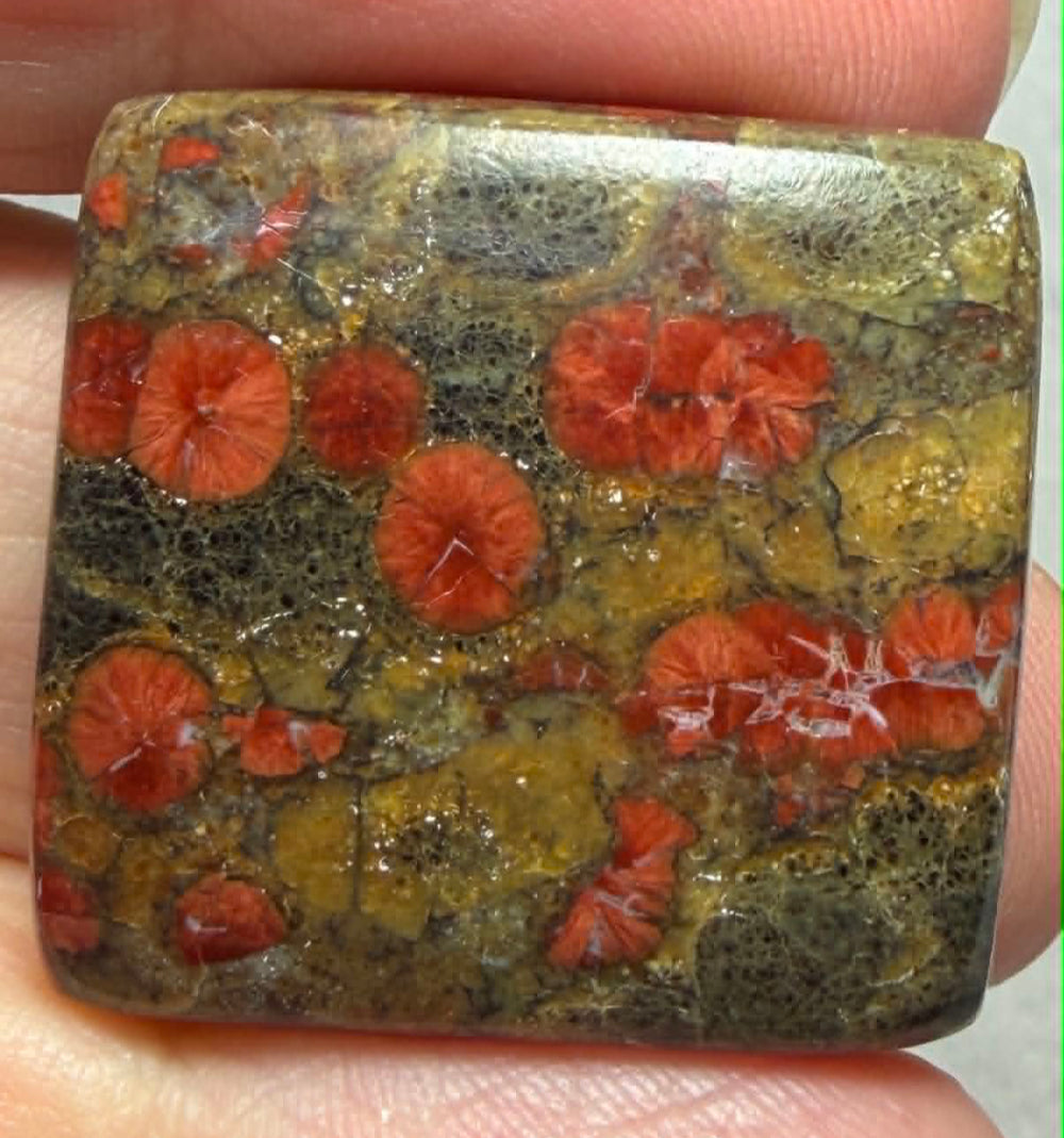 Rectangle 27x26mm Peanut Obsidian Cabochon 41