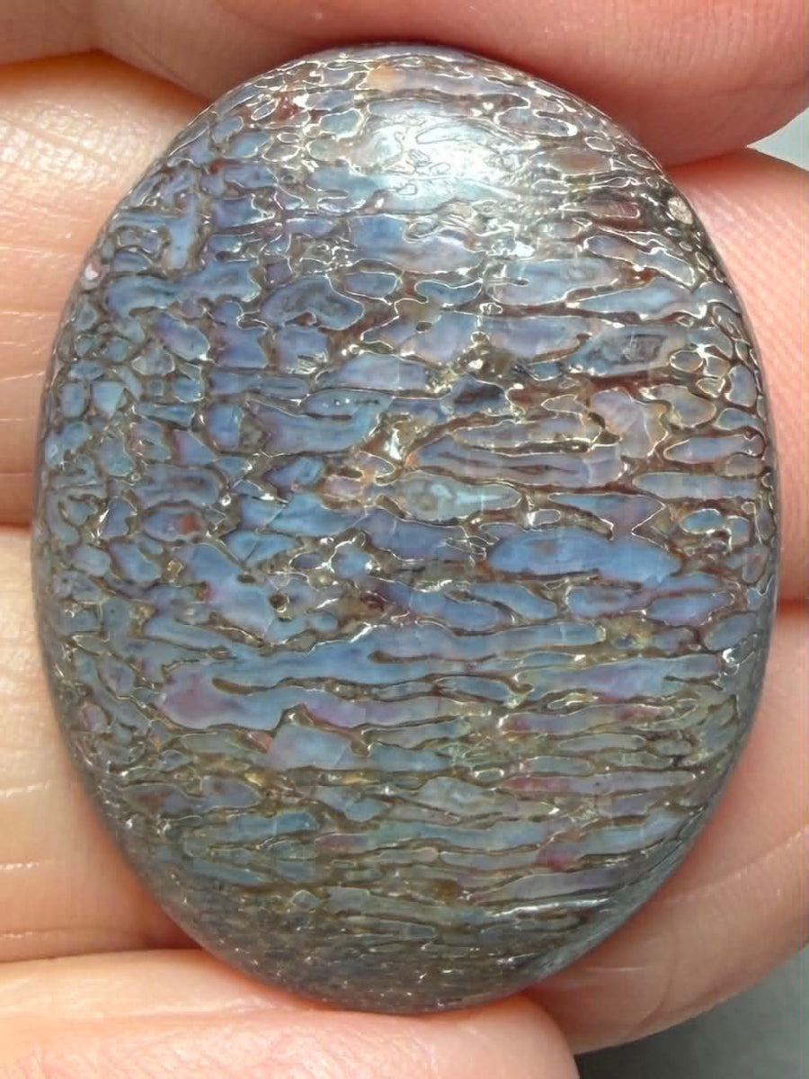 Oval 30x22mm Dinosaur Bone Cabochon 28