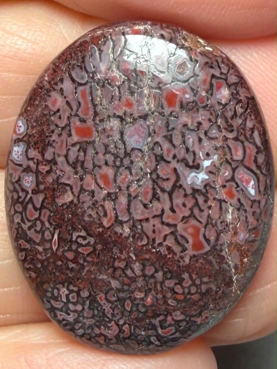 Oval 28x22mm Dinosaur Bone Cabochon 31